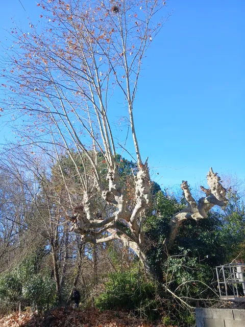 Arbre aux branches épaisses devant un jardin arboré