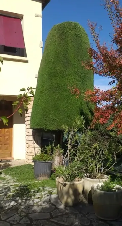 Arbuste taillé devant la façade d’une maison