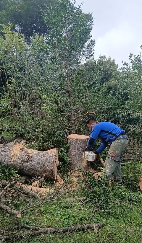 Découpe d’un tronc au milieu de branches et de morceaux de bois
