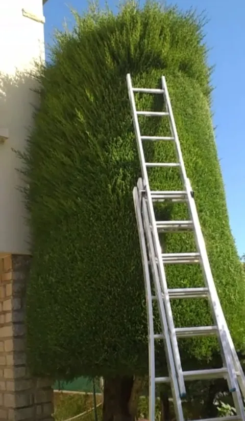 Échelle posée devant un arbuste dense près d’une maison
