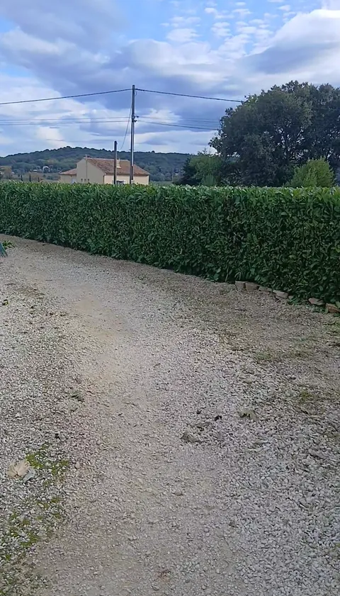 Haie dense le long d’une allée en gravillons
