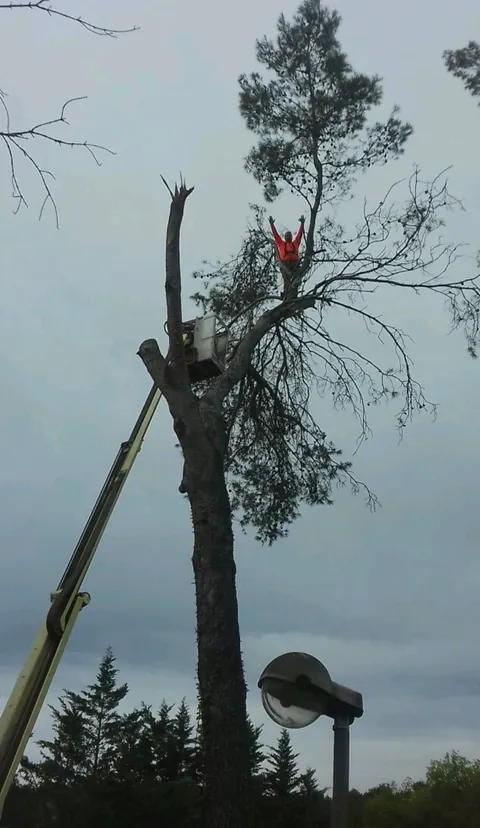 Nacelle à côté du tronc et intervention au niveau des branches d’un arbre