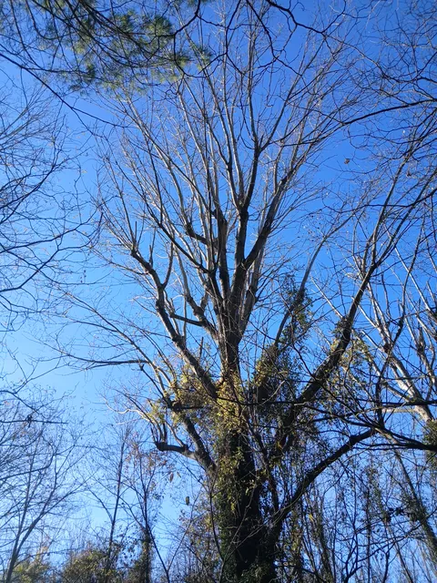 Tronc et ramure d’un arbre sous un ciel bleu